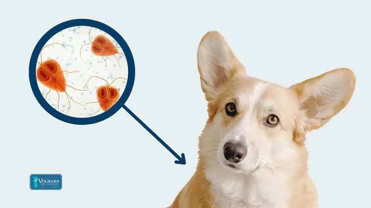 Giardia in Puppies: Symptoms, Treatment & Prevention Every Dog Owner Should Know