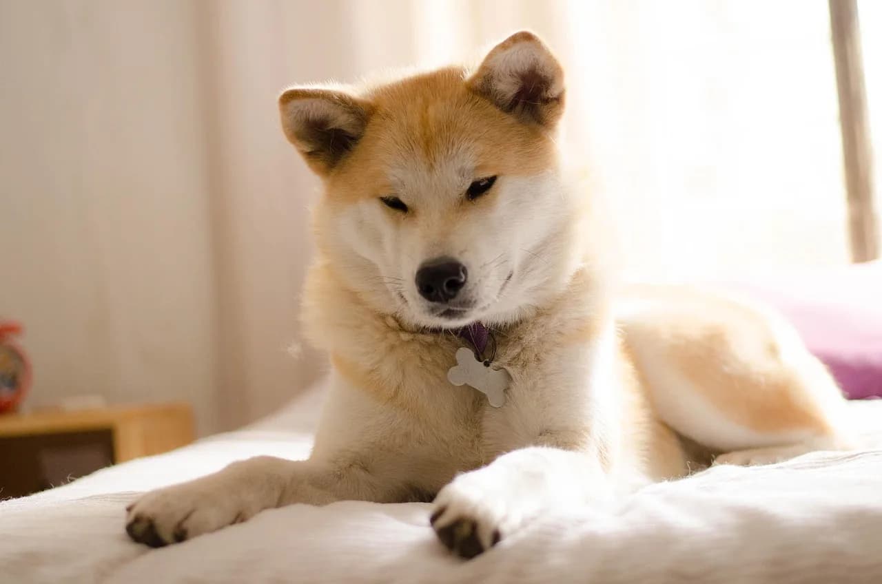 Akita Puppies 3