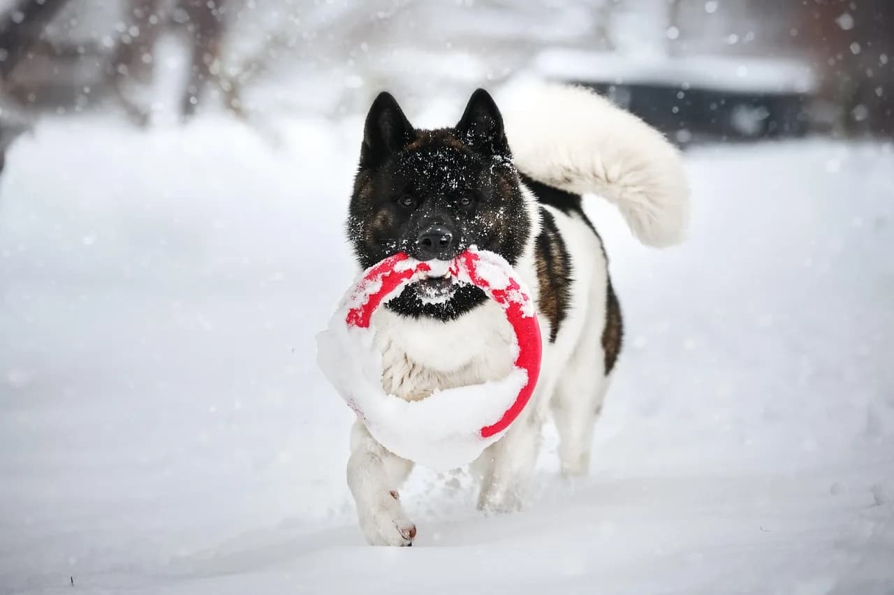 Akita Puppies 2