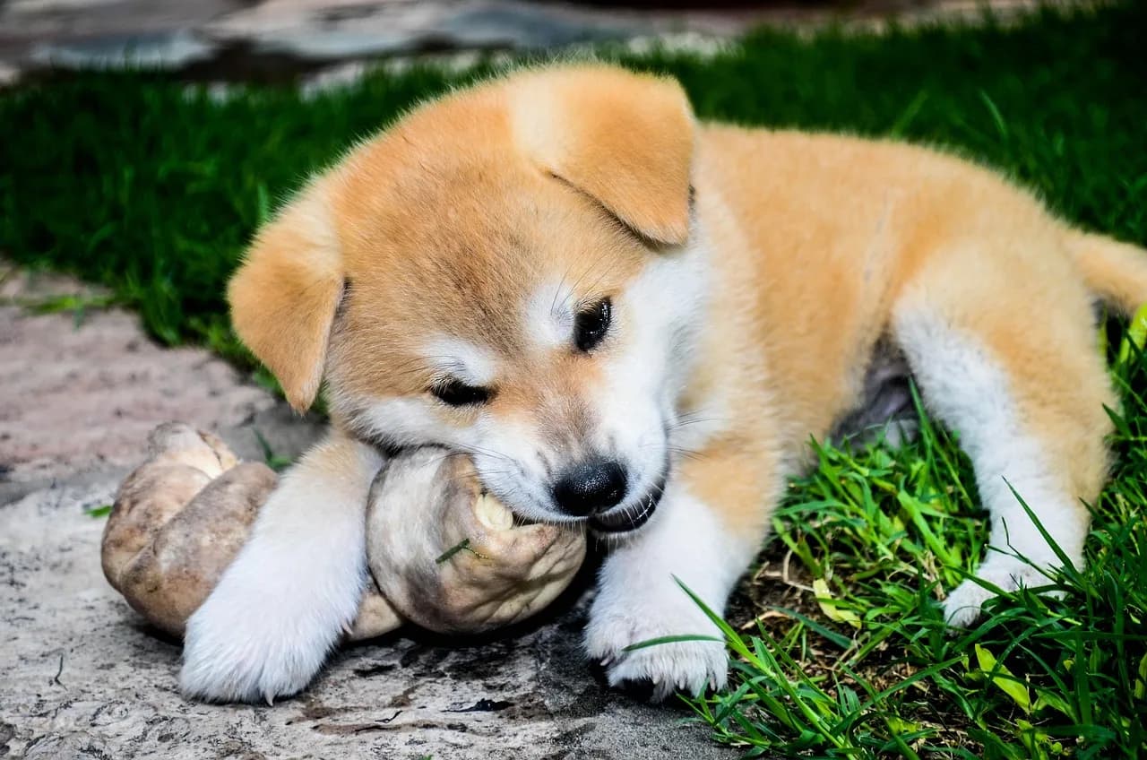 Akita Puppies 4
