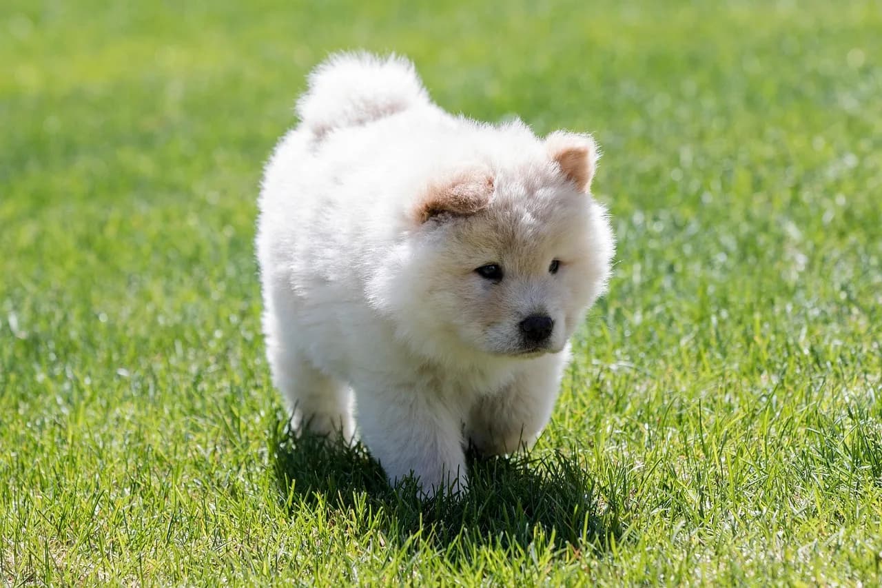 Chow Chow Puppies 3