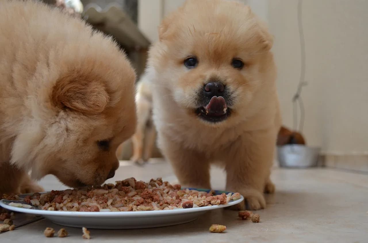 Chow Chow Puppies 4