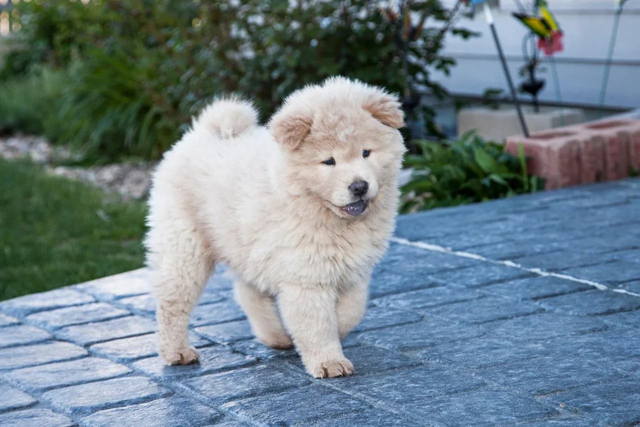 Chow Chow Puppies 2