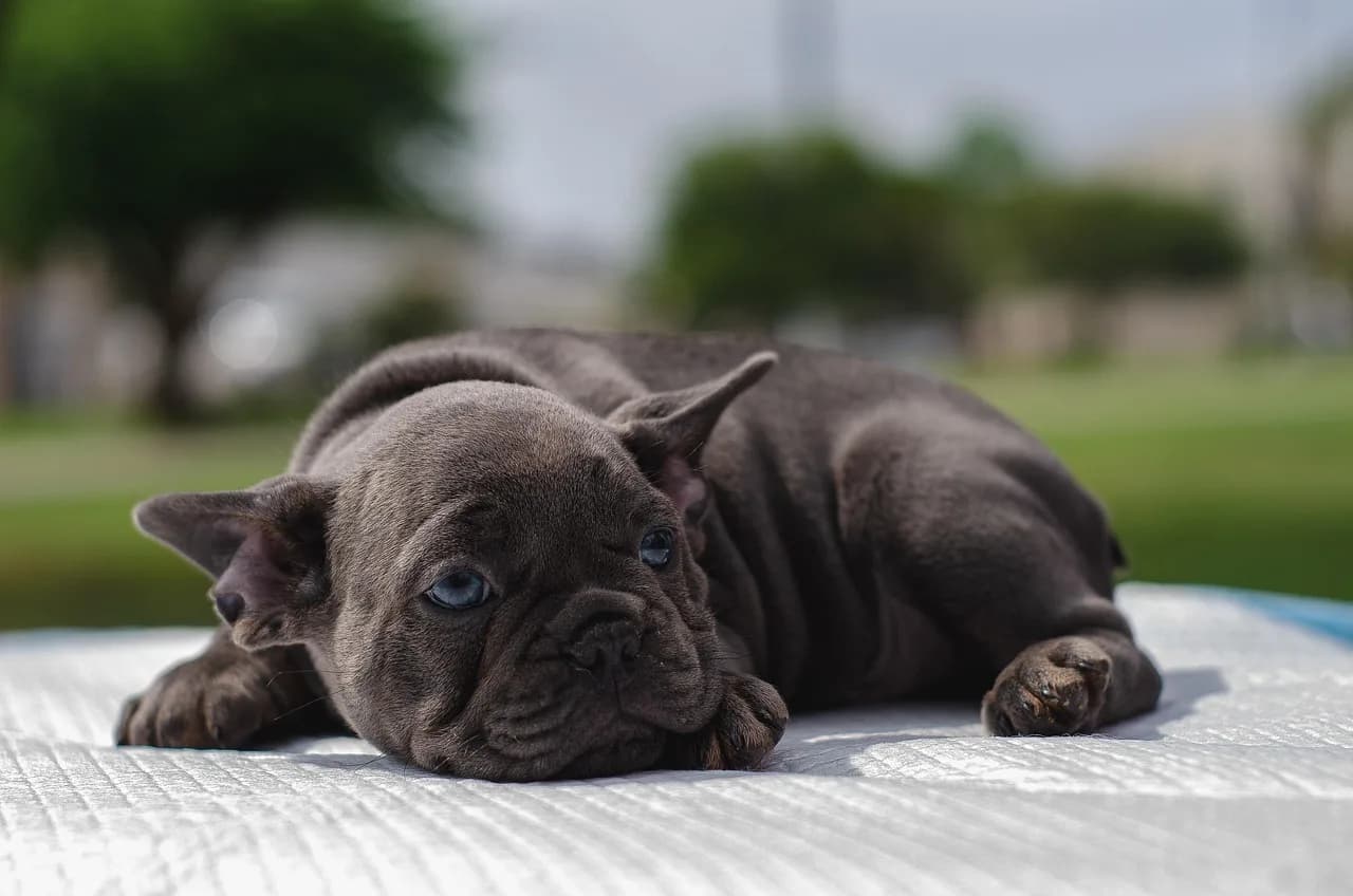 French Bulldog Puppies 3