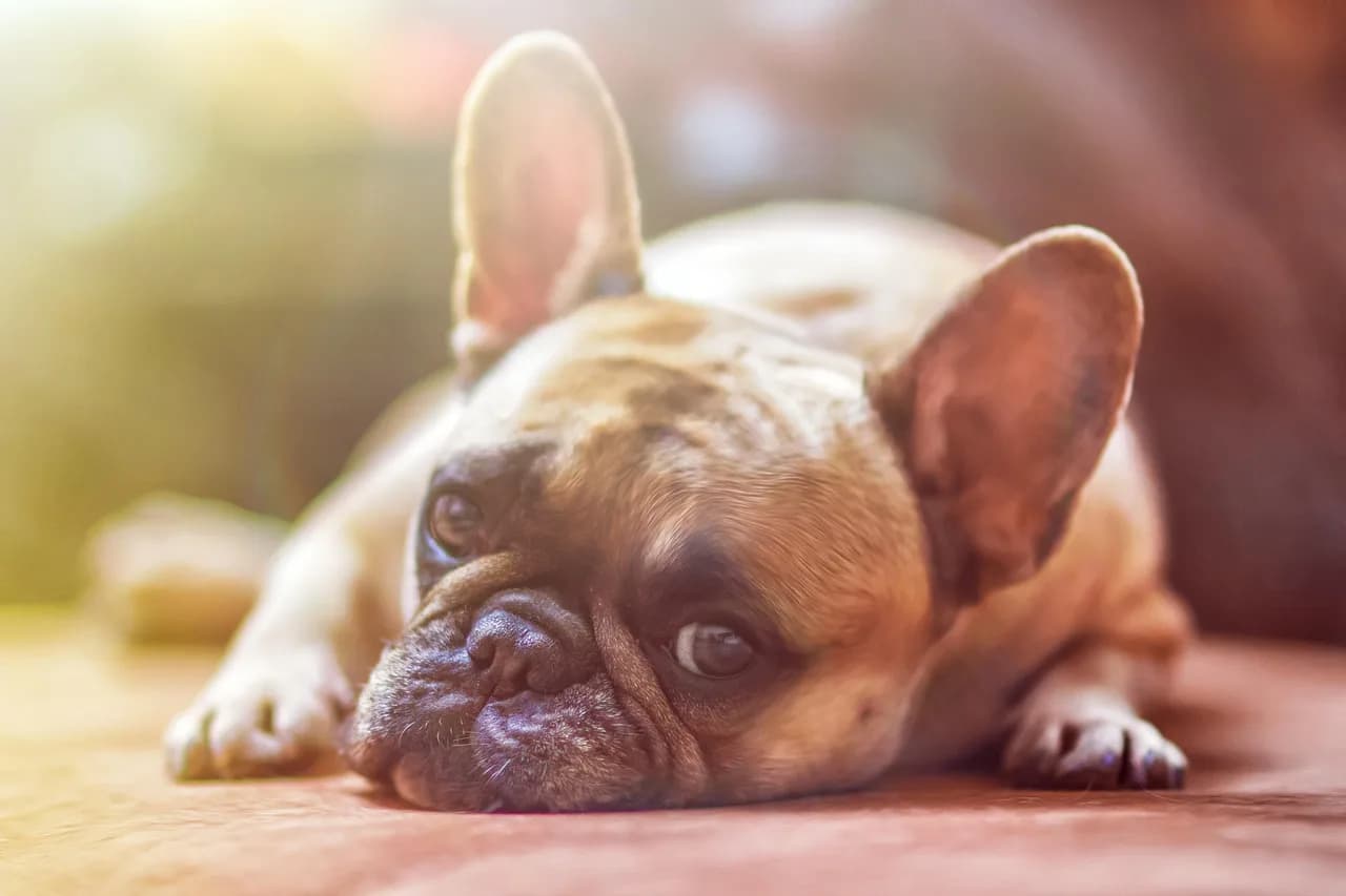 French Bulldog Puppies