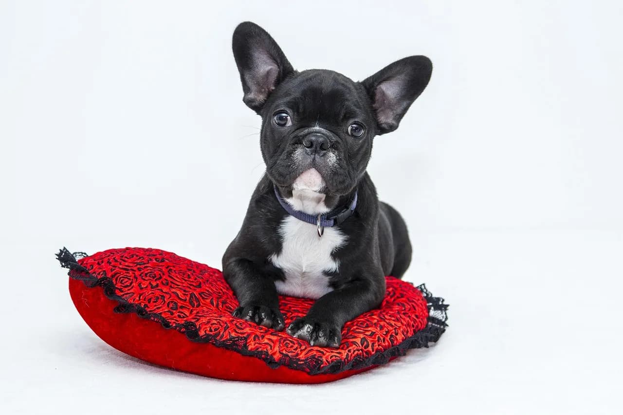 French Bulldog Puppies 4