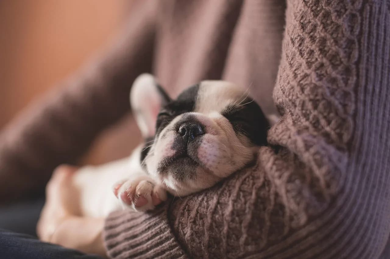 French Bulldog Puppies 2