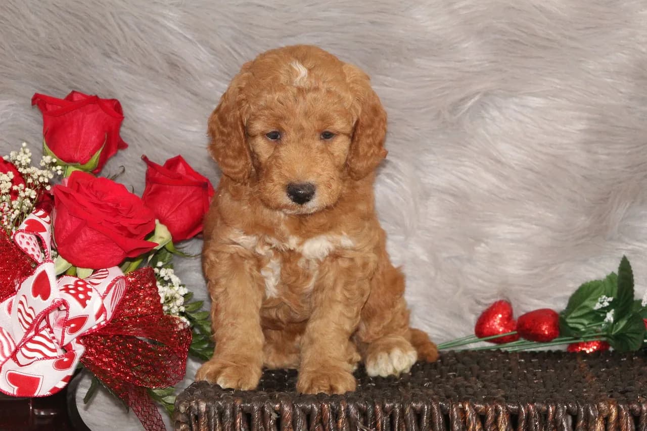 Goldendoodle Puppies 2
