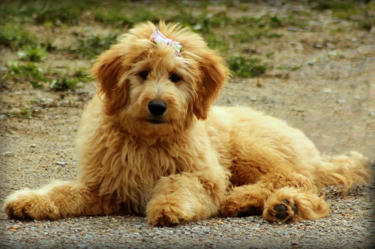 Goldendoodle Puppies 4
