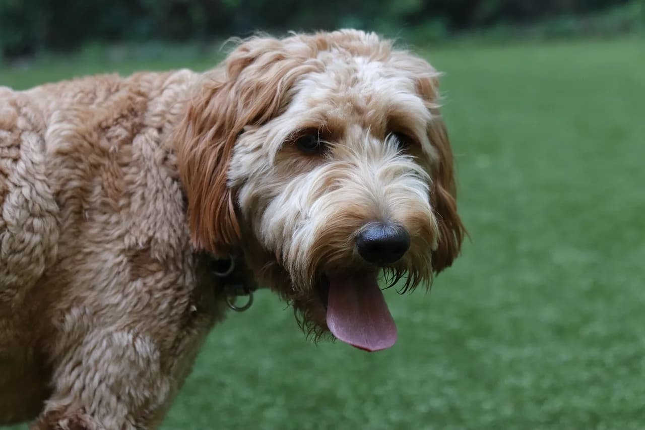Goldendoodle Puppies 3