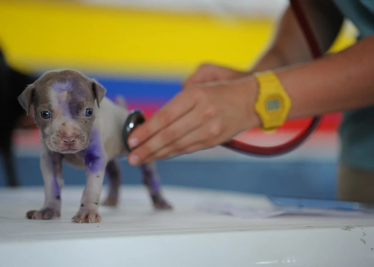 Pet Insurance in the UAE: Is It Worth It for Your New Puppy?