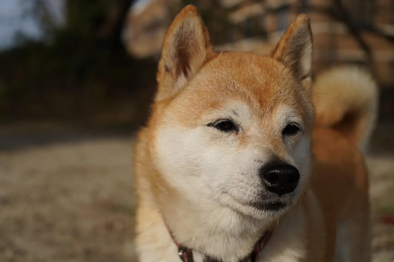 Shiba Inu Puppies 3