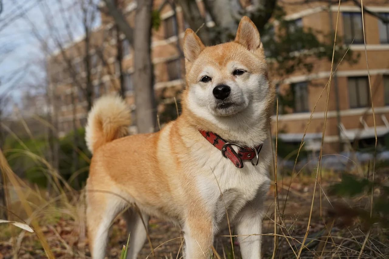 Shiba Inu Puppies 2