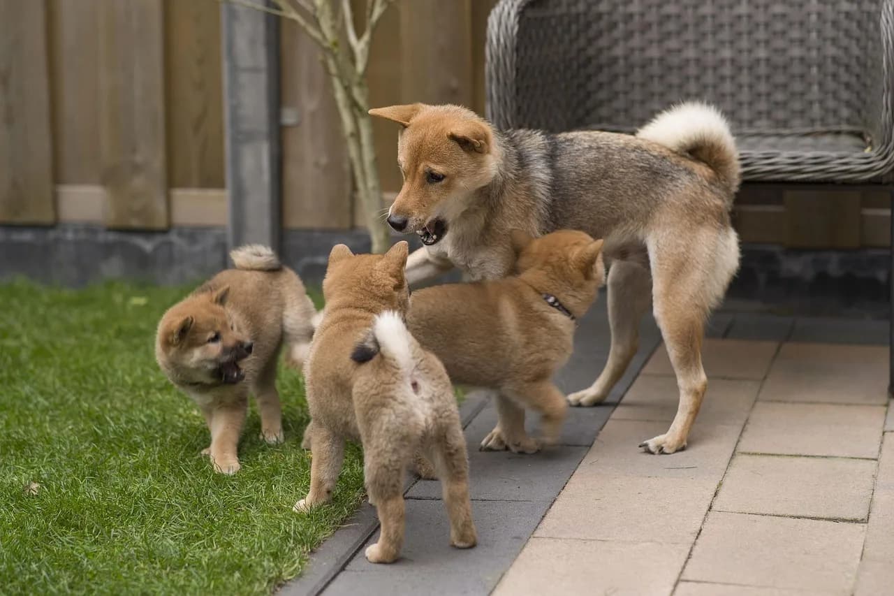 Shiba Inu Puppies 4