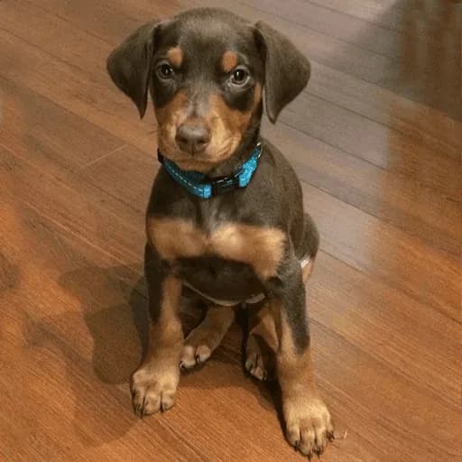 Doberman Puppies