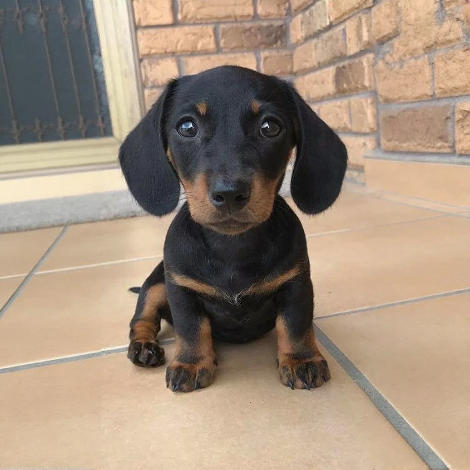 Dachshund – Imported