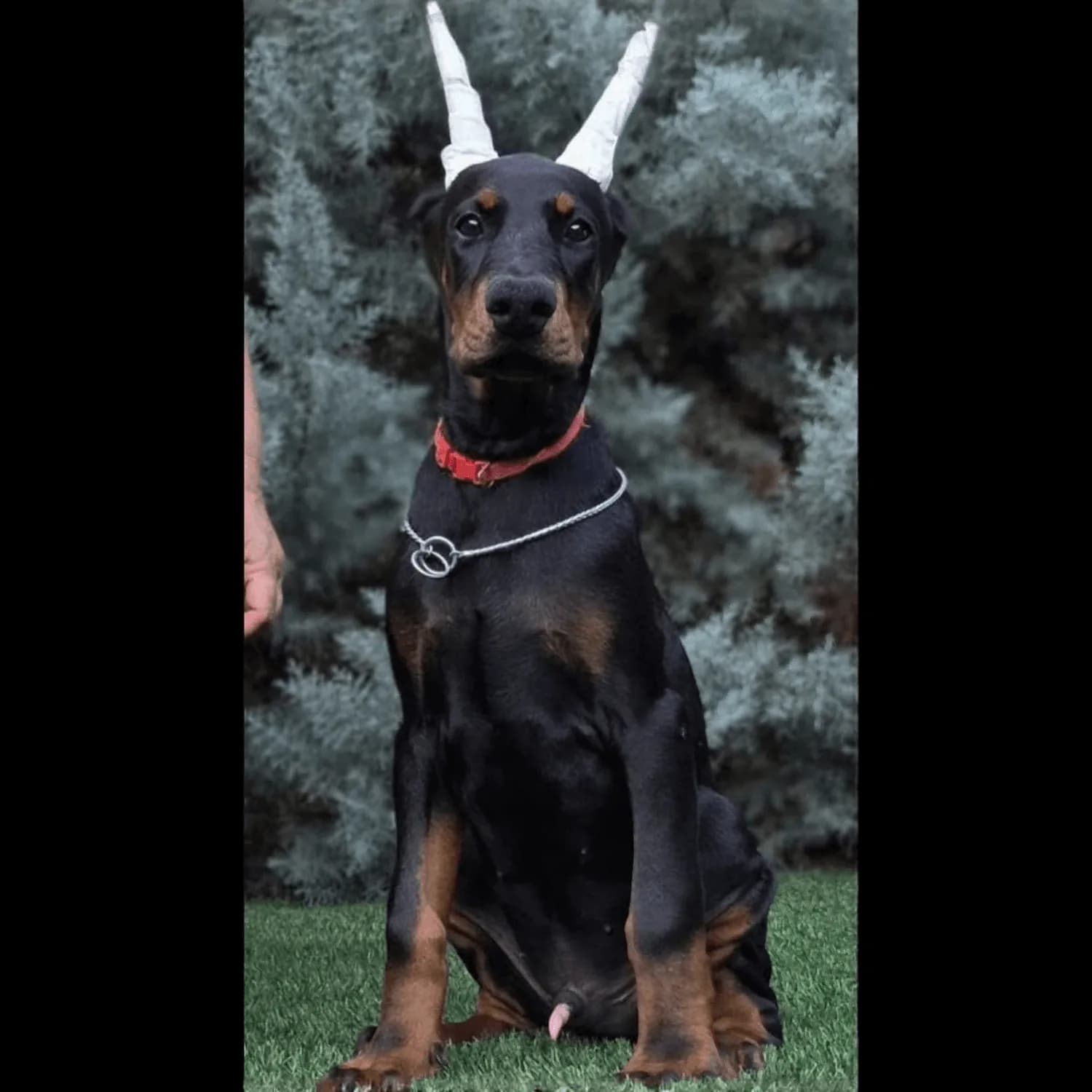 Doberman – Imported