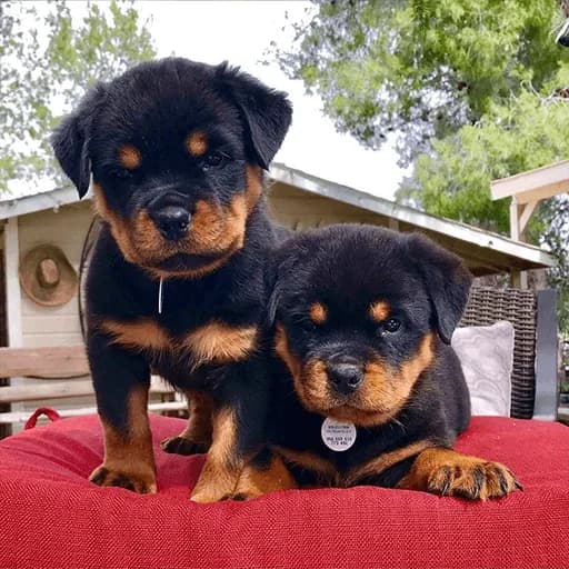 Rottweiler Puppies '