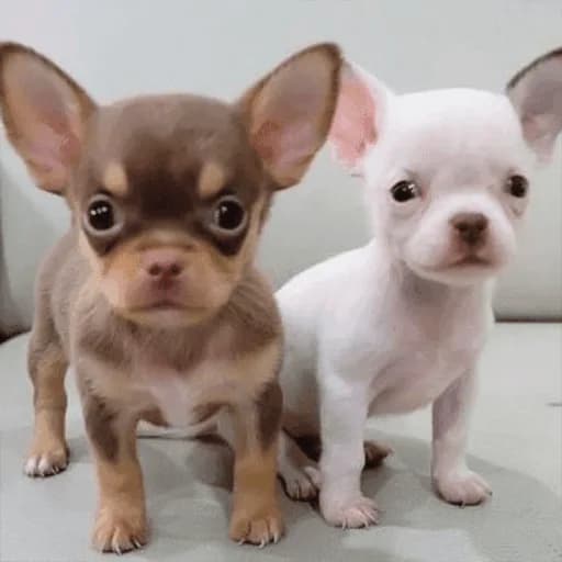 Chihuahua Puppies