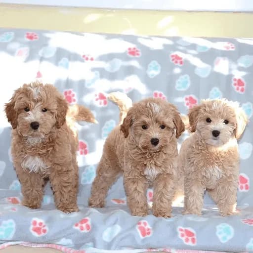 Maltipoo Puppies