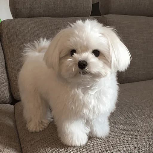 Maltese Puppies