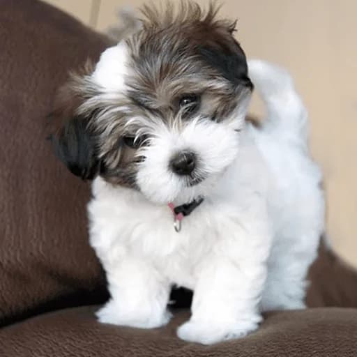 Havanese Puppies