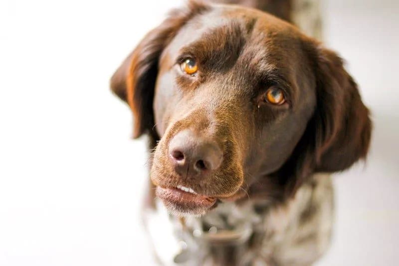 Unlocking the Benefits: Understanding Puppy Boarding Training