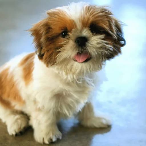 Shih-tzu Puppies