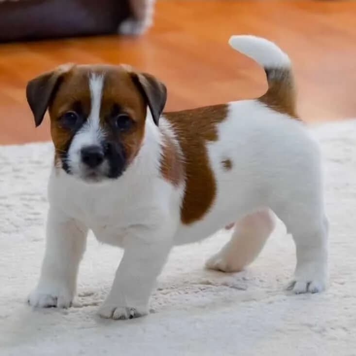 Jack Russell – Imported