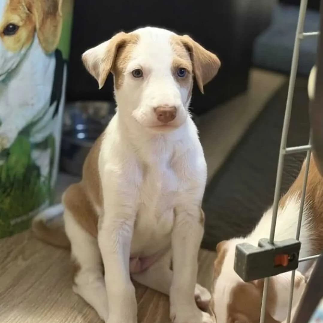 Ibizan Hound – Imported