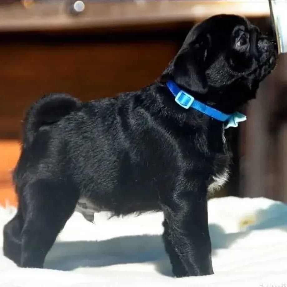 Pug – Imported