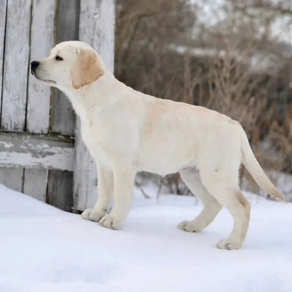 Creamy Labrador – Imported