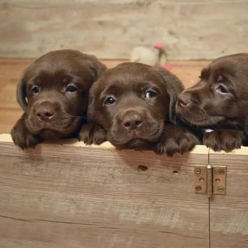 Chocolate Labrador – Imported