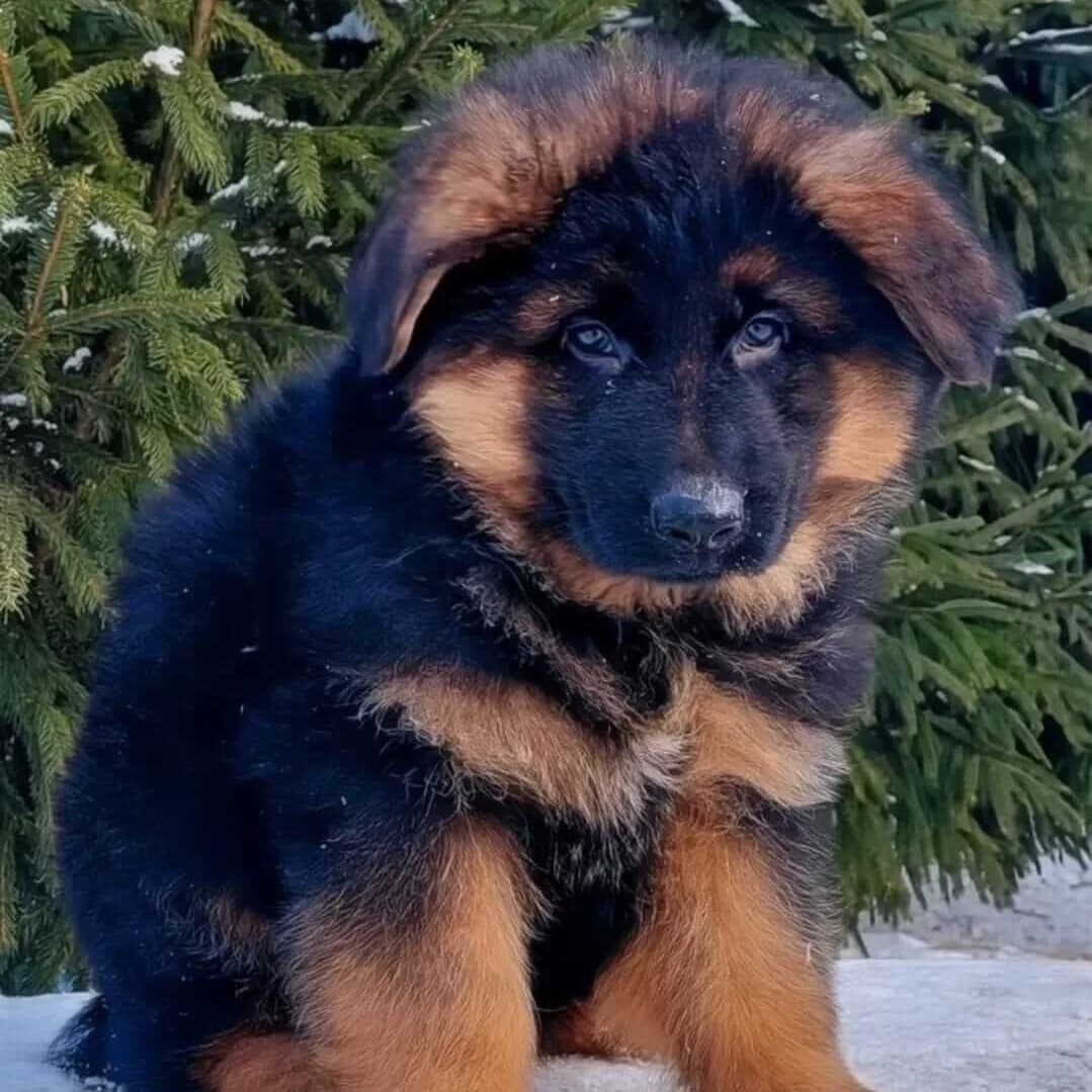 German Shepherd – Imported