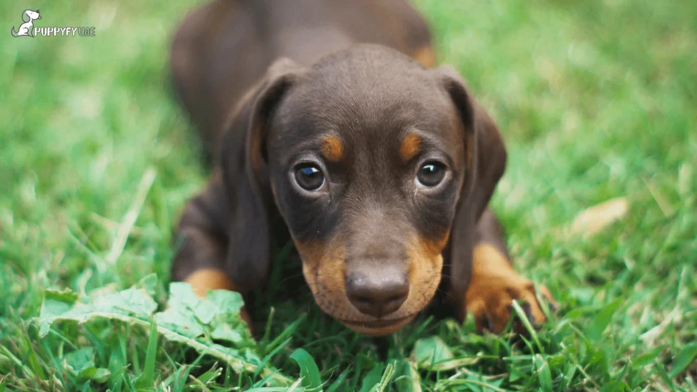 Top 5 Tips for New Puppy Owners in the UAE