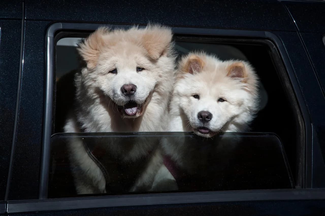 Chow Chow Puppies