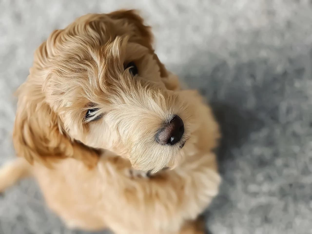Goldendoodle Puppies