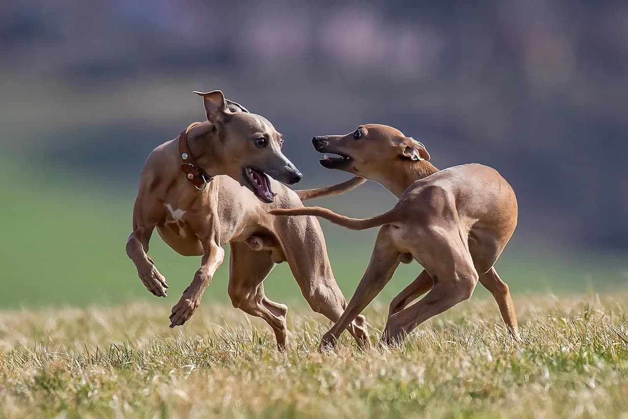 Italian Greyhound Puppies