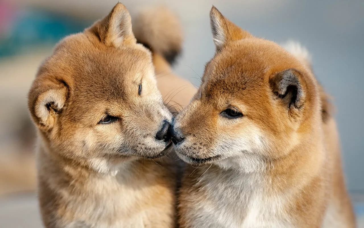 Shiba Inu Puppies