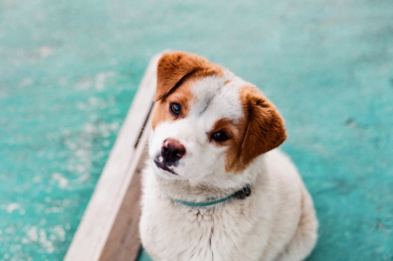 Pet Licensing & Microchipping Rules for Puppy Owners in Dubai & Abu Dhabi
