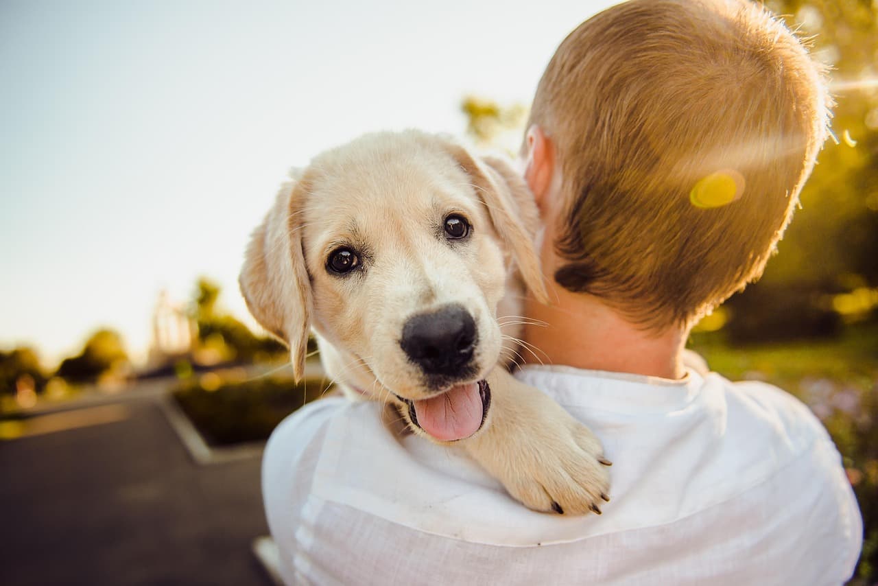 Pet Licensing & Registration in the UAE: What Every New Puppy Owner Must Know