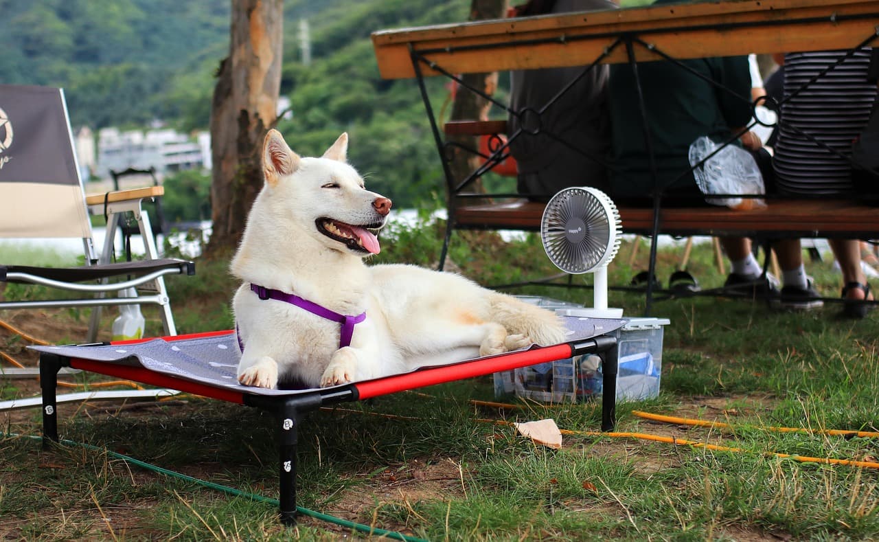 How to Keep Your Puppy Safe and Cool During UAE Summers