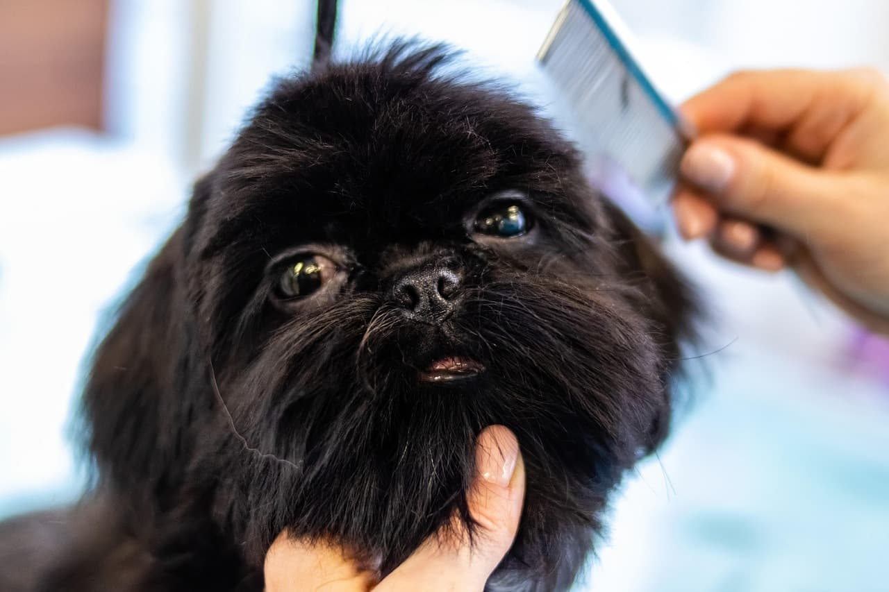 Grooming Your Puppy in the UAE Climate: Coat Care Tips by Breed Type