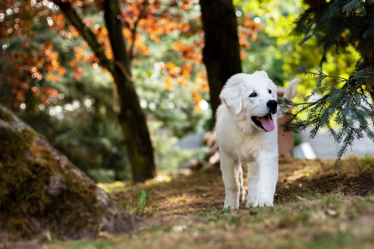 Pet-Friendly Places in the UAE: Where to Take Your New Puppy for Socialization and Fun