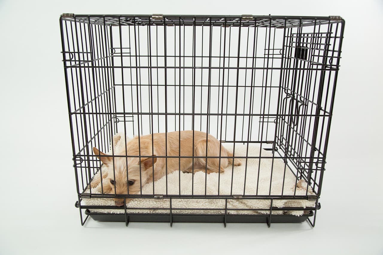 Crate Training Your Puppy in a UAE Apartment: A Step-by-Step Guide