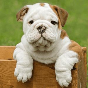 English Bulldog