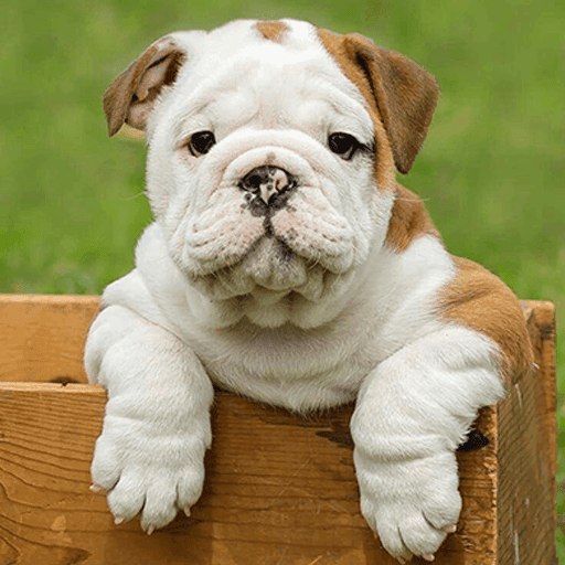 English Bulldog