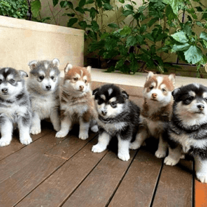 Alaskan Malamute Puppies