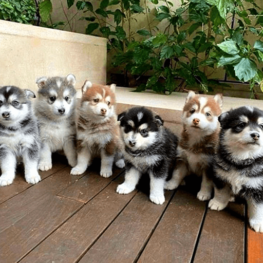 Alaskan Malamute Puppies