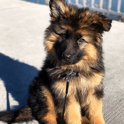 German Shepherd Puppies